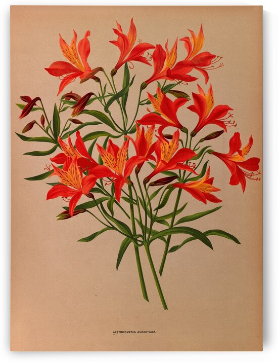 Album van Eeden : Haarlems flora : 1872-1881 by IStockHistory com