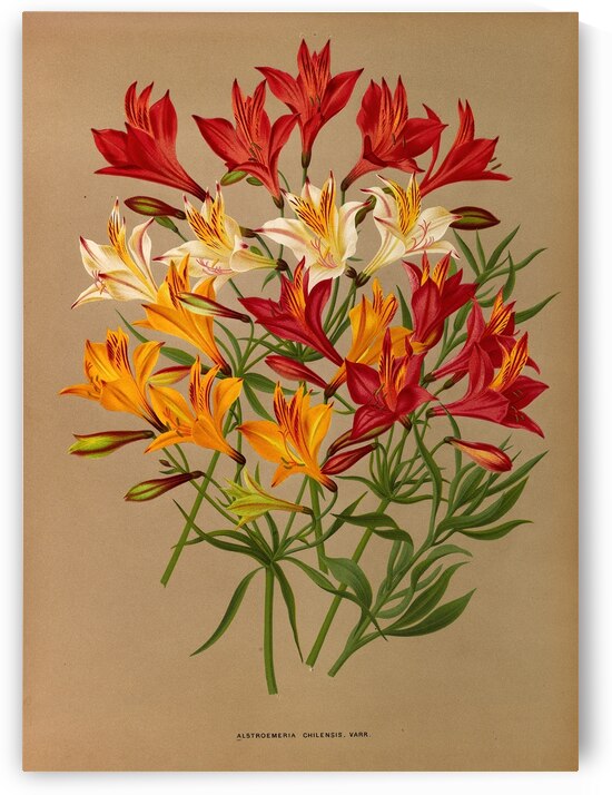 Album van Eeden : Haarlems flora : 1872-1881 by IStockHistory com