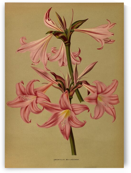 Album van Eeden : Haarlems flora : 1872-1881 by IStockHistory com