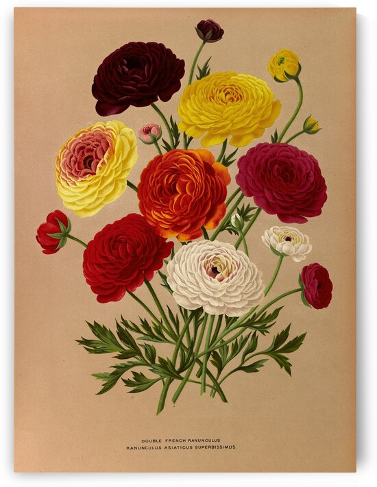Album van Eeden : Haarlems flora : 1872-1881 by IStockHistory com