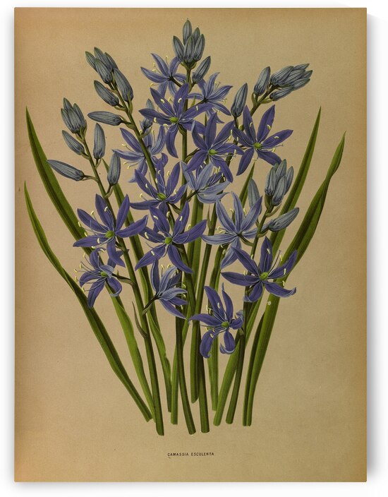 Album van Eeden : Haarlems flora : 1872-1881 by IStockHistory com