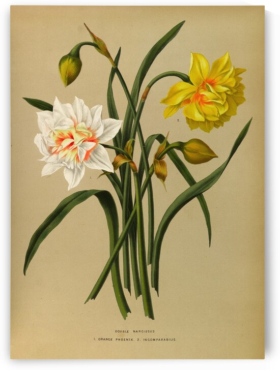 Album van Eeden : Haarlems flora : 1872-1881 by IStockHistory com