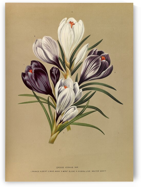 Album van Eeden : Haarlems flora : 1872-1881 by IStockHistory com