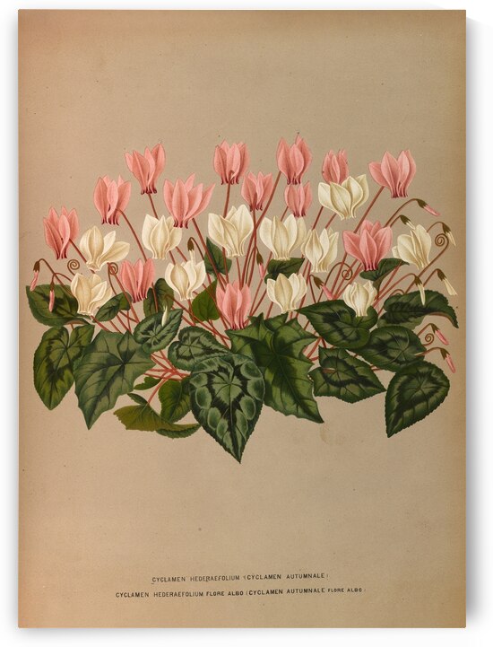 Album van Eeden : Haarlems flora : 1872-1881 by IStockHistory com