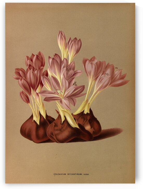 Album van Eeden : Haarlems flora : 1872-1881 by IStockHistory com