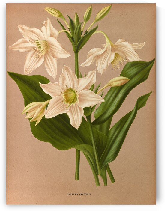 Album van Eeden : Haarlems flora : 1872-1881 by IStockHistory com