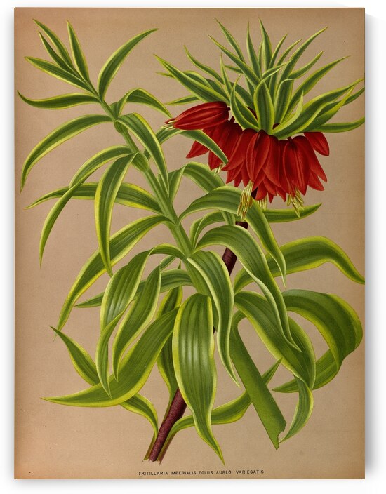 Album van Eeden : Haarlems flora : 1872-1881 by IStockHistory com