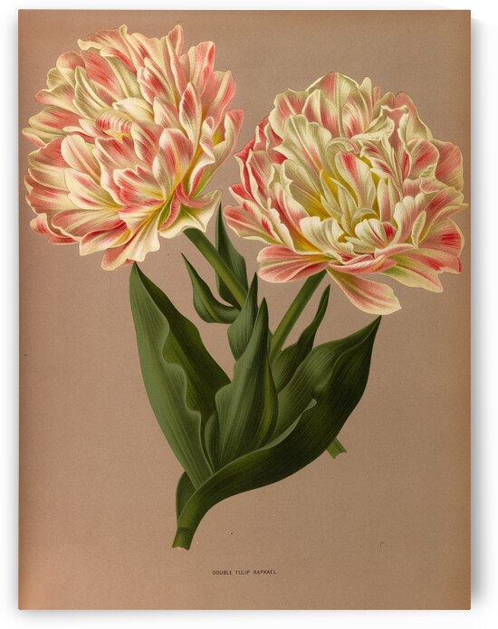 Album van Eeden : Haarlems flora : 1872-1881 by IStockHistory com