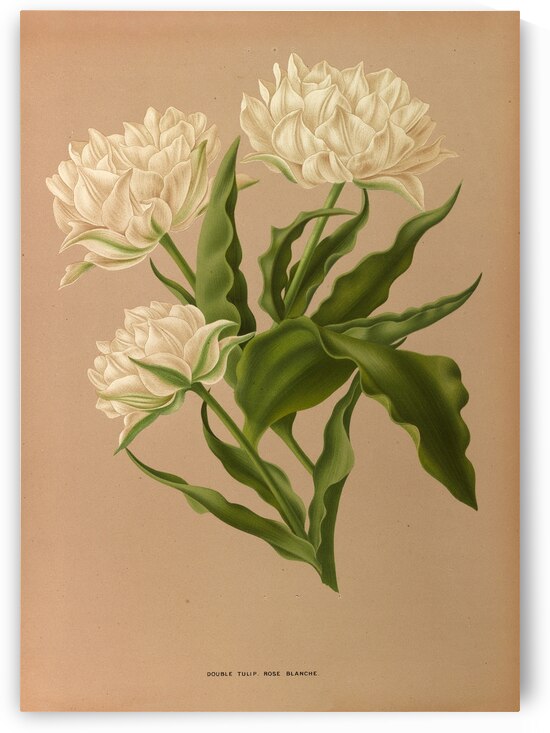 Album van Eeden : Haarlems flora : 1872-1881 by IStockHistory com