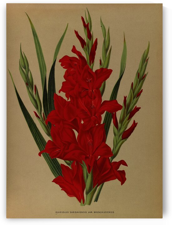 Album van Eeden : Haarlems flora : 1872-1881 by IStockHistory com