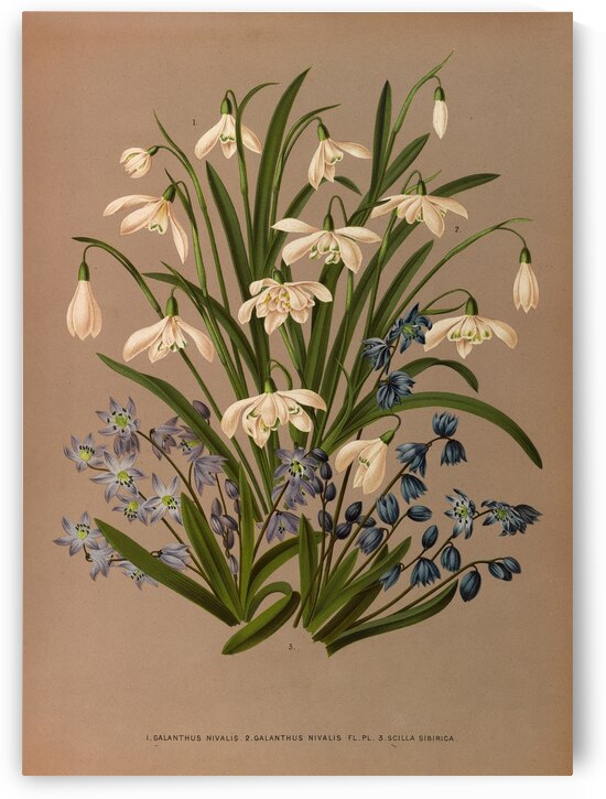 Album van Eeden : Haarlems flora : 1872-1881 by IStockHistory com