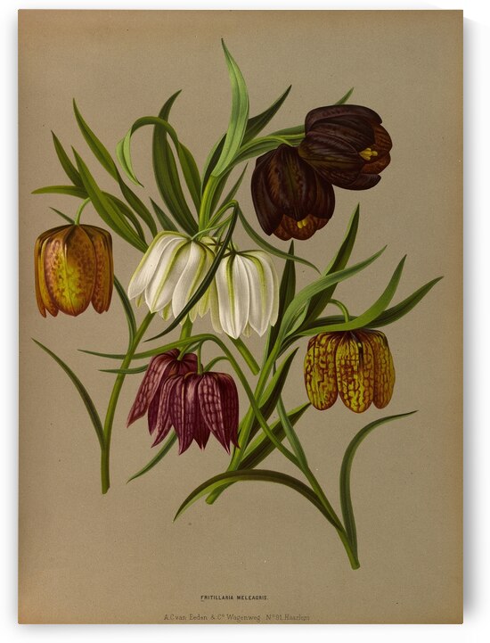 Album van Eeden : Haarlems flora : 1872-1881 by IStockHistory com