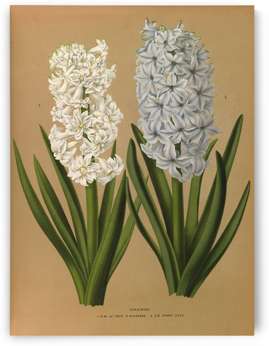 Album van Eeden : Haarlems flora : 1872-1881 by IStockHistory com