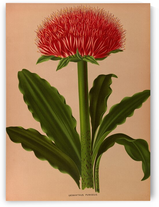 Album van Eeden : Haarlems flora : 1872-1881 by IStockHistory com