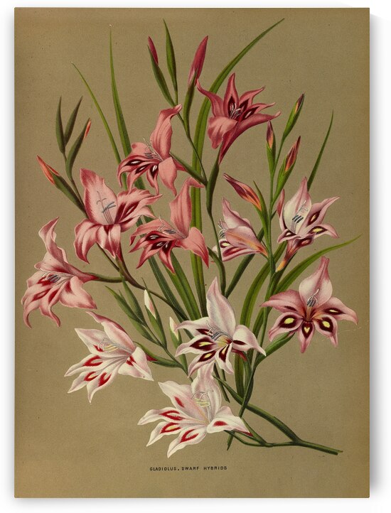 Album van Eeden : Haarlems flora : 1872-1881 by IStockHistory com