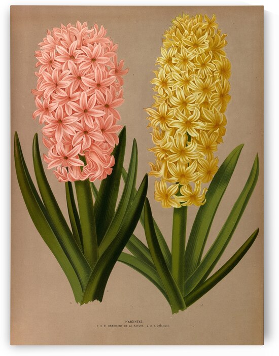 Album van Eeden : Haarlems flora : 1872-1881 by IStockHistory com