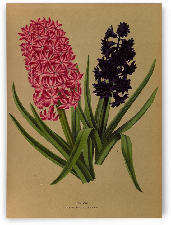 Album van Eeden : Haarlems flora : 1872-1881 by IStockHistory com