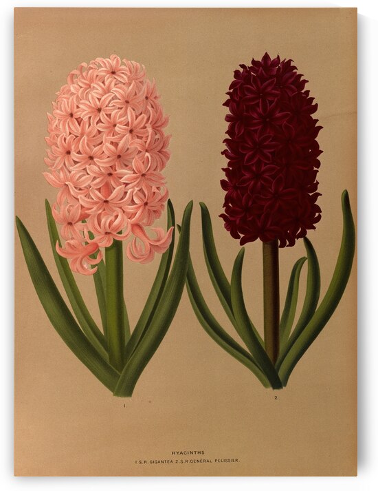 Album van Eeden : Haarlems flora : 1872-1881 by IStockHistory com