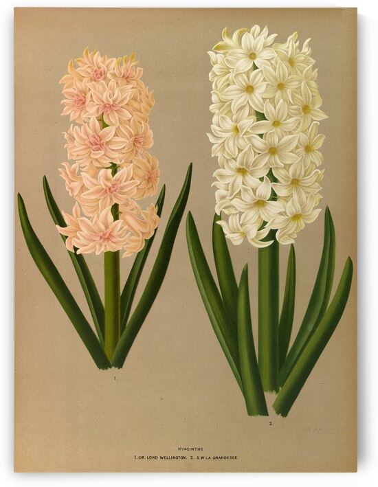 Album van Eeden : Haarlems flora : 1872-1881 by IStockHistory com