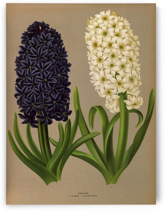 Album van Eeden : Haarlems flora : 1872-1881 by IStockHistory com