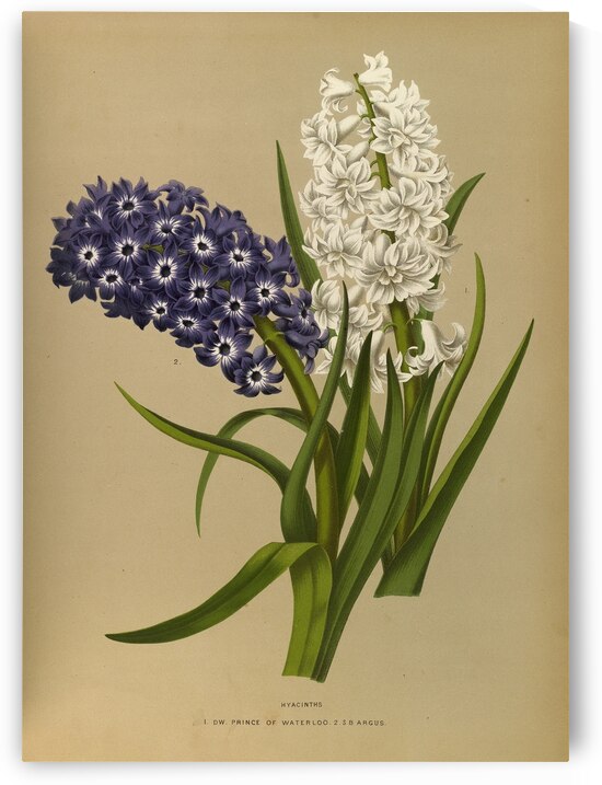 Album van Eeden : Haarlems flora : 1872-1881 by IStockHistory com