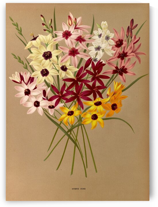 Album van Eeden : Haarlems flora : 1872-1881 by IStockHistory com