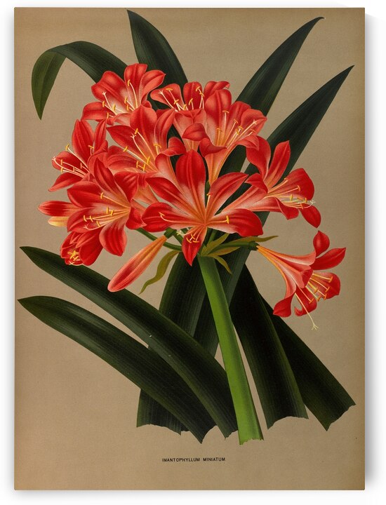 Album van Eeden : Haarlems flora : 1872-1881 by IStockHistory com