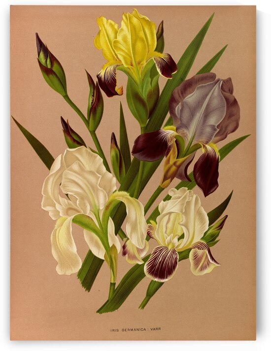 Album van Eeden : Haarlems flora : 1872-1881 by IStockHistory com