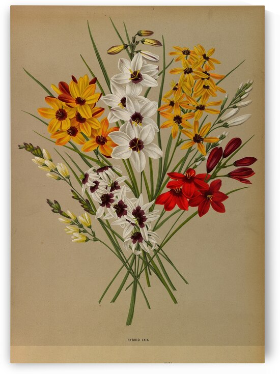 Album van Eeden : Haarlems flora : 1872-1881 by IStockHistory com