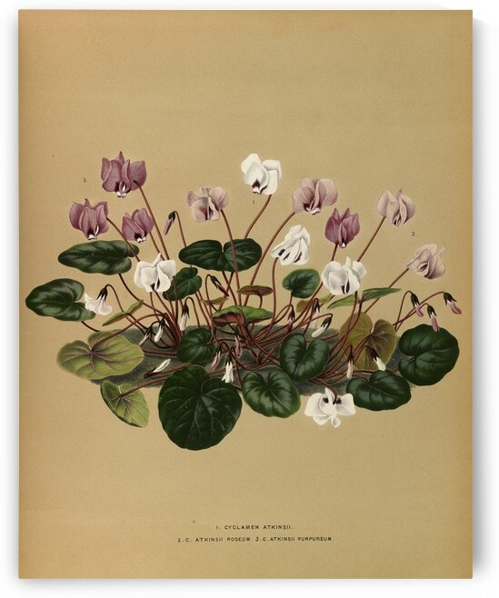 Album van Eeden : Haarlems flora : 1872-1881 by IStockHistory com