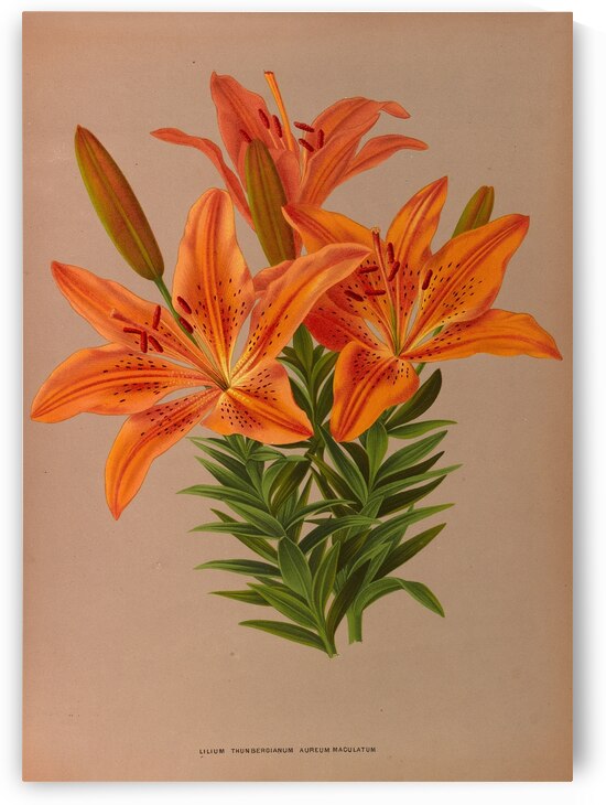 Album van Eeden : Haarlems flora : 1872-1881 by IStockHistory com