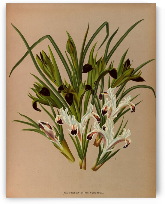 Album van Eeden : Haarlems flora : 1872-1881 by IStockHistory com
