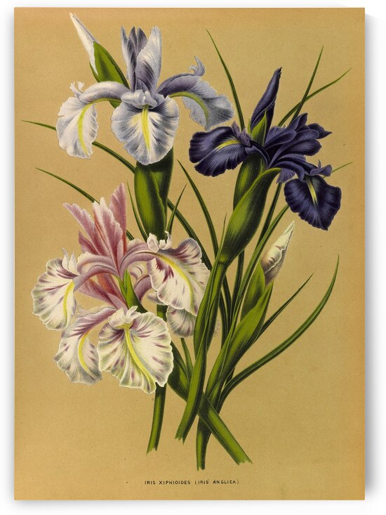 Album van Eeden : Haarlems flora : 1872-1881 by IStockHistory com
