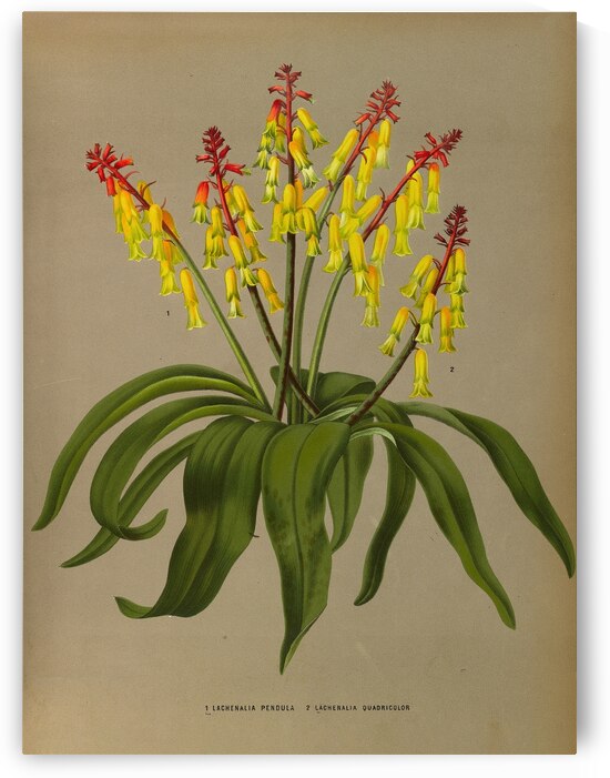 Album van Eeden : Haarlems flora : 1872-1881 by IStockHistory com