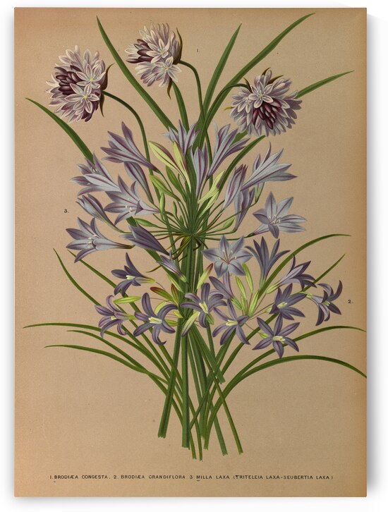 Album van Eeden : Haarlems flora : 1872-1881 by IStockHistory com