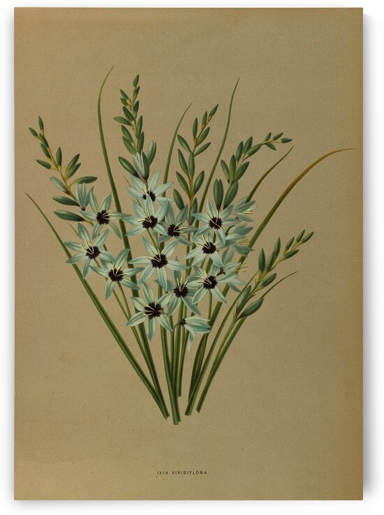Album van Eeden : Haarlems flora : 1872-1881 by IStockHistory com