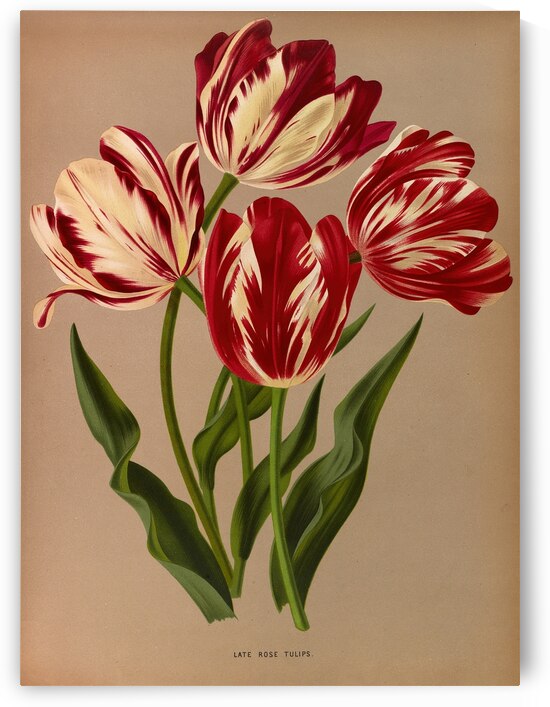 Album van Eeden : Haarlems flora : 1872-1881 by IStockHistory com