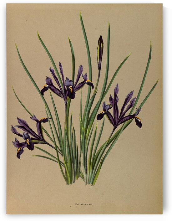 Album van Eeden : Haarlems flora : 1872-1881 by IStockHistory com