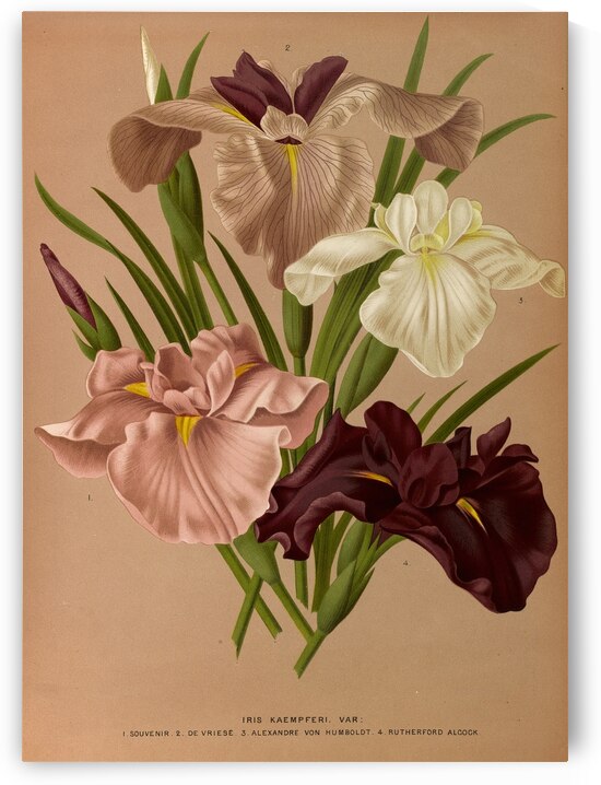 Album van Eeden : Haarlems flora : 1872-1881 by IStockHistory com