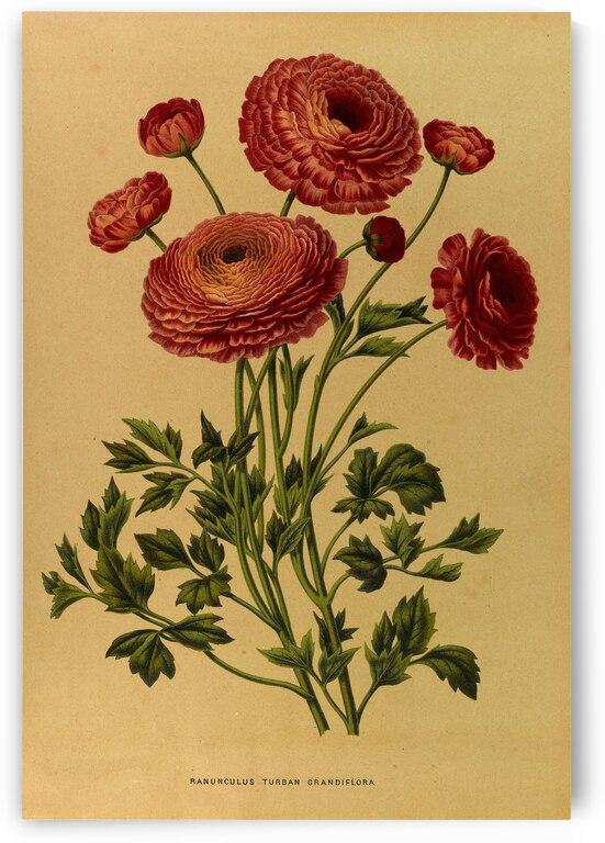 Album van Eeden : Haarlems flora : 1872-1881 by IStockHistory com