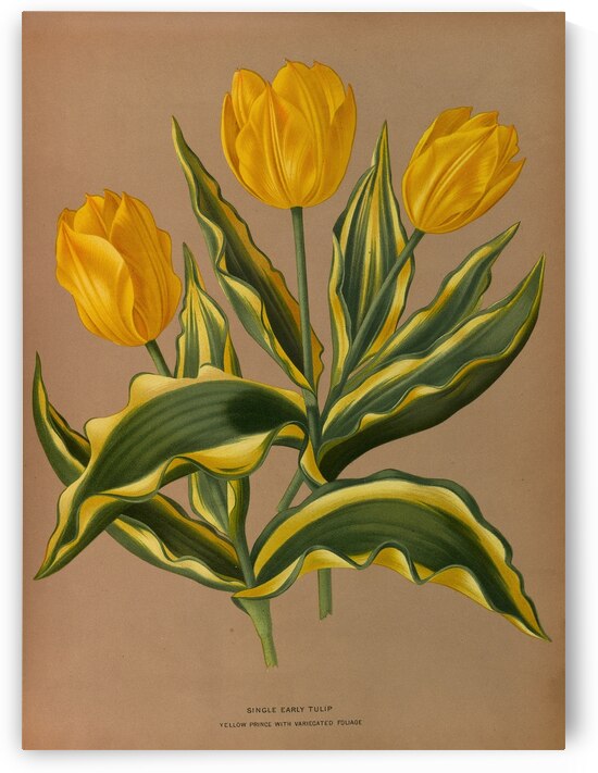 Album van Eeden : Haarlems flora : 1872-1881 by IStockHistory com