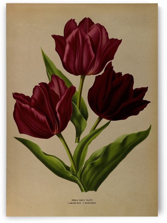 Album van Eeden : Haarlems flora : 1872-1881 by IStockHistory com
