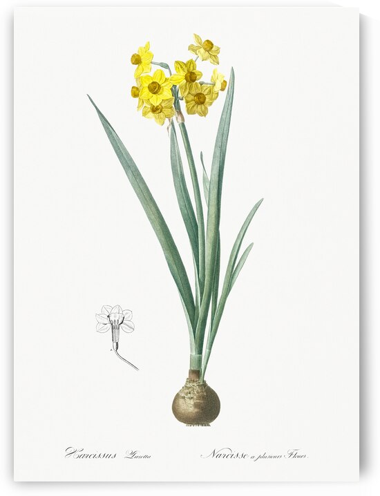 Daffodil illustration  by IStockHistory com