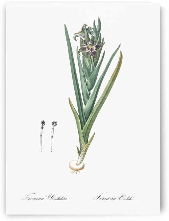 Ferraria illustration  by IStockHistory com