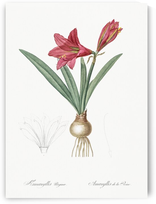 Hippeastrum illustration  by IStockHistory com