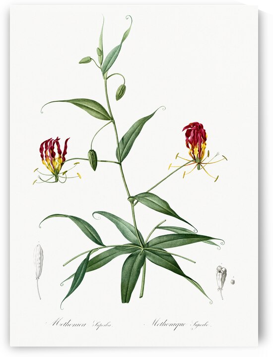 Flame lily illustration  by IStockHistory com