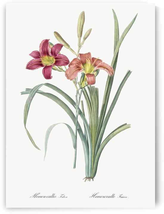 Orange day lily illustration  by IStockHistory com