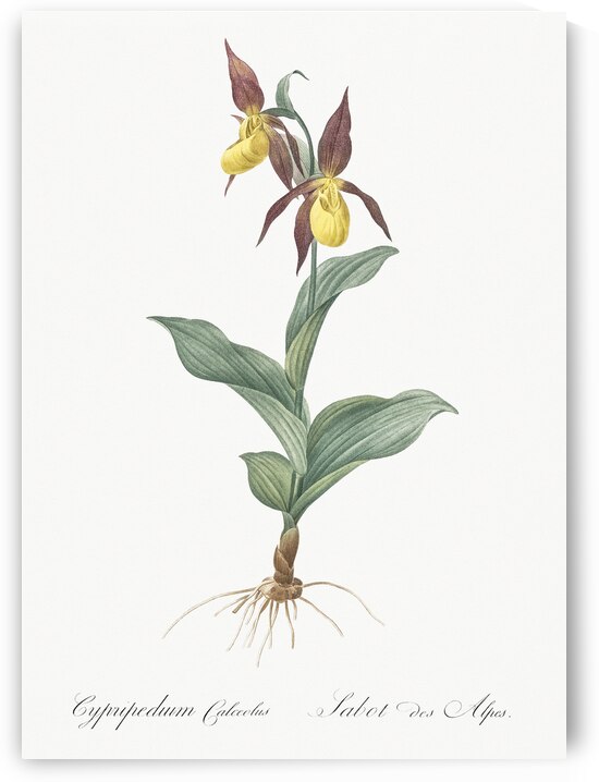 Lady slipper orchid illustration  by IStockHistory com