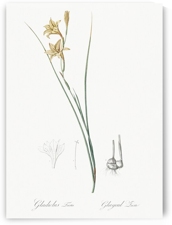 Lady slipper orchid illustration  by IStockHistory com