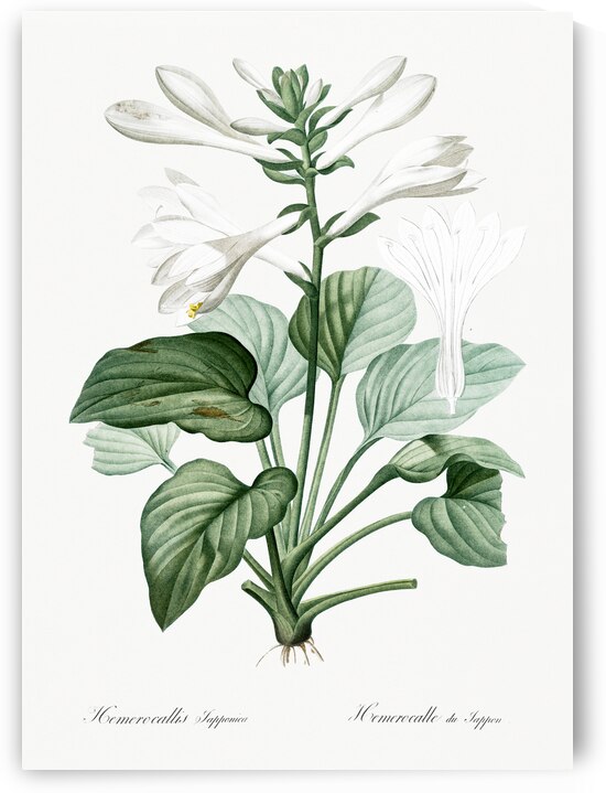 Daylily illustration  by IStockHistory com